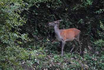 Fototapeta premium animal