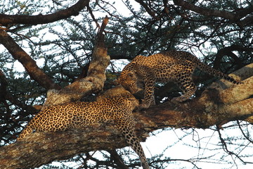 animal