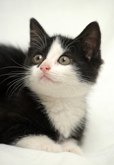 An image of a nice black and white pet