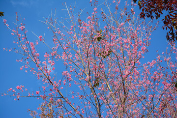  Giant tiger flower in the garden , Soft focus Wild Cherry flower (Prunus cerasoides)