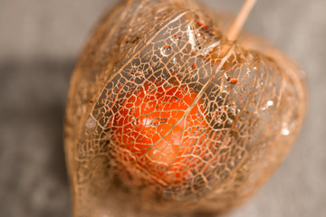 Skeleton of Bladder Cherry with Fruit inside