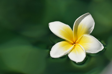 Fototapeta na wymiar Tropical frangipani flower in green water close up