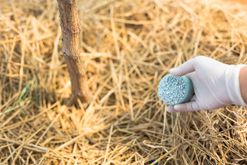 Care vineyards, grapes