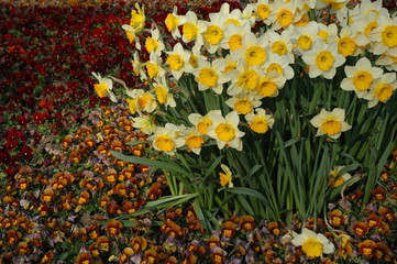 Narzissen. Fr&uuml;hlingsboten im gepflegten Beet