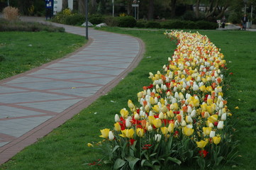 Tulpen &uuml;ber Tulpen. Fr&uuml;hlingsboten