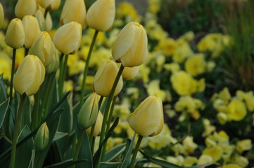 Tulpen &uuml;ber Tulpen. Fr&uuml;hlingsboten