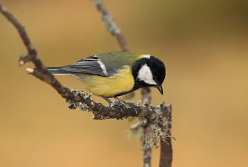 Obraz premium animal