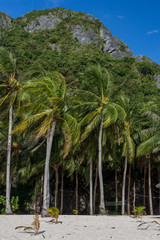 Fototapeta na wymiar Forest of palm trees on white sand beach with cliff backdrop and clear blue sky.
