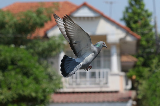 flying mid air of pigeon bird against green environment