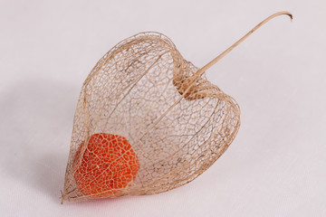 Skeleton of Bladder Cherry with Fruit inside