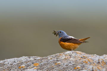 animal