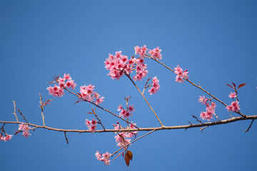  Giant tiger flower in the garden , Soft focus Wild Cherry flower (Prunus cerasoides)