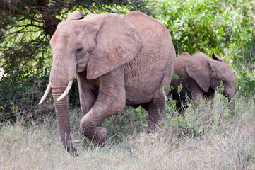 An elephant and his little one