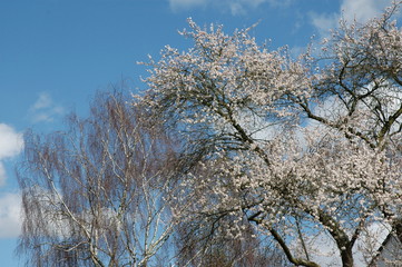 Obraz na płótnie Canvas Weiße Pracht. Baum verkündet den Frühling