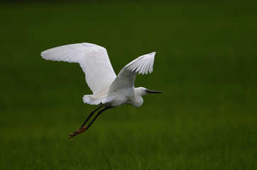 animal