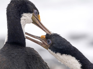 pair Imperial Shag, Phalacrocorax atriceps, Carcass, Falklands / Malvinas