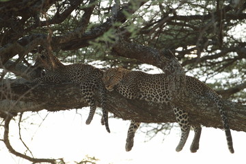animal