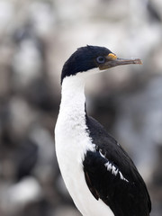 portrait Imperial Shag, Phalacrocorax atriceps, Carcass, Falklands / Malvinas