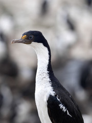 portrait Imperial Shag, Phalacrocorax atriceps, Carcass, Falklands / Malvinas