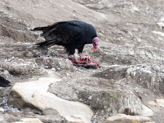 Turkey Vulture, Cathartes aura, eats dead cormorant, Carcass, Falklands / Malvinas