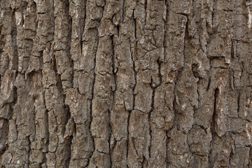 Texture of tree trunk