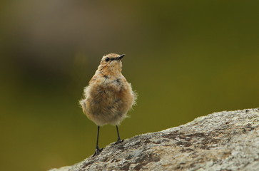 animal © Fabrizio Moglia