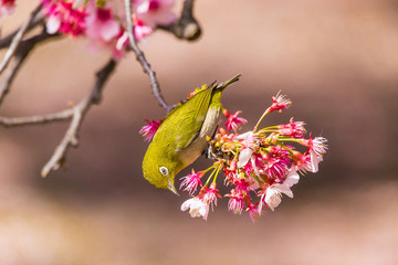 The Japanese White eye.The background is winter cherry blossoms. Located in Tokyo Prefecture Japan.
