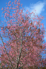  Giant tiger flower in the garden , Soft focus Wild Cherry flower (Prunus cerasoides)