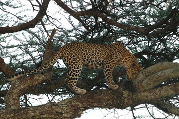 animal