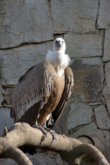 Griffon-vulture