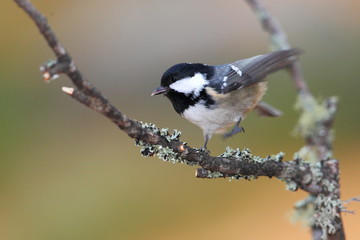 animal