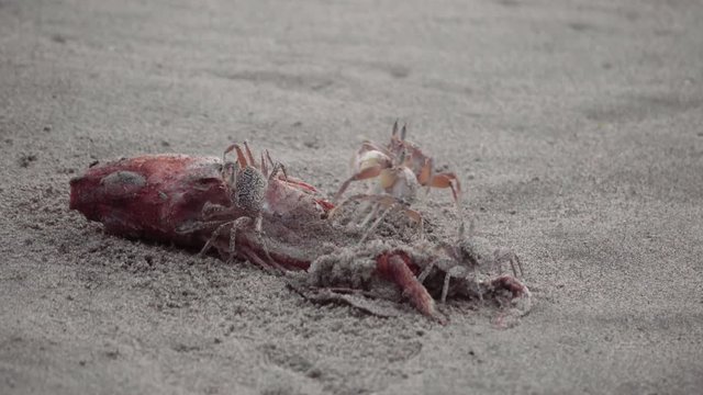 Wild crabs eating dead fish dragged by the waves. 4k