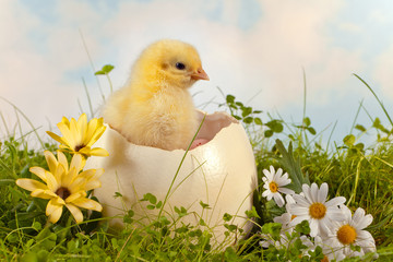 Easter chick in the garden