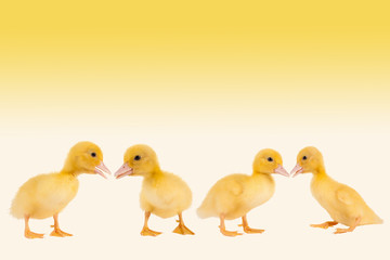 Easter ducklings border