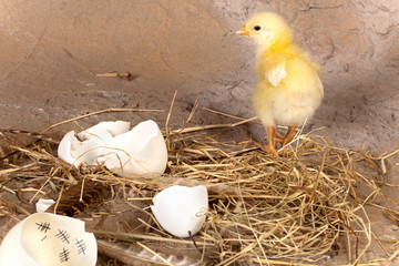 Chick and egg with calendar