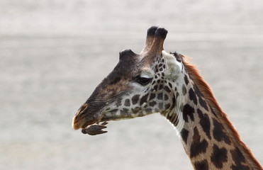 Obraz premium animal