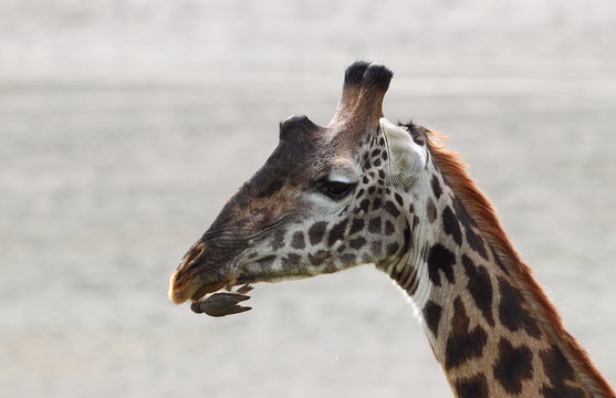 animal