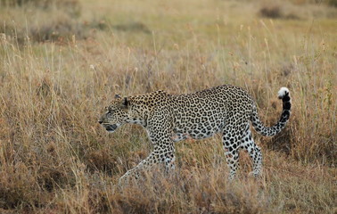 animal