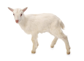 Baby milk goat