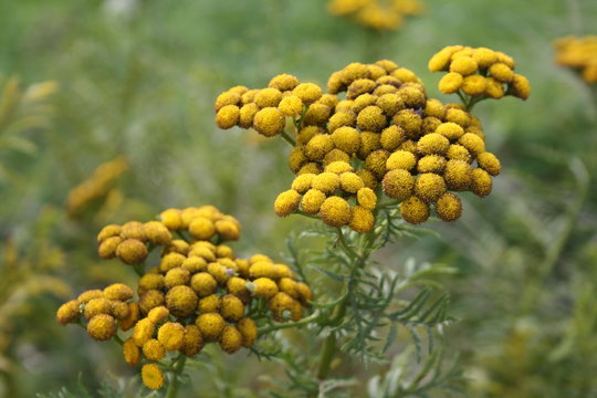 Tansy (Tanacetum vulgare) on blurry background.