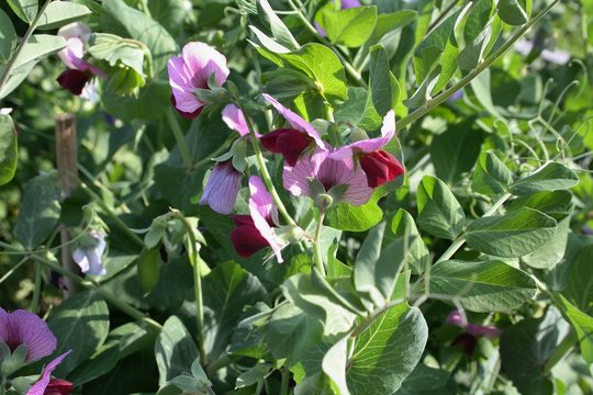 Sugar Pea Swedish Early Dwarf (pisum sativum var saccaratum)