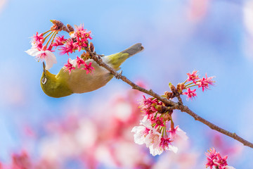 The Japanese White eye.The background is winter cherry blossoms. Located in Tokyo Prefecture Japan.