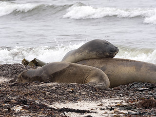 South Elephant Seal, Mirounga leonina, likes to use the rest seaweed, Carcass, Falkland-Malvinas