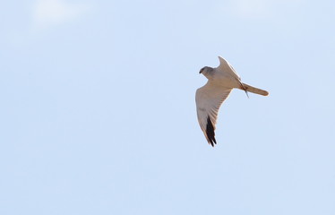 animal