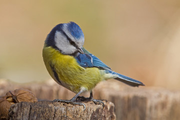 Animal