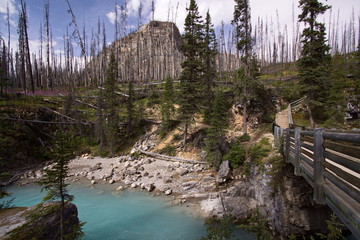 Kootenay NP 7 Jahre nach dem Waldbrand in 2003