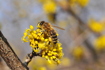 Honey bee collecting nectar on yellow flower, Honey Bee pollinating wild flower
