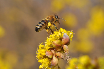 Honey bee collecting nectar on yellow flower, Honey Bee pollinating wild flower
