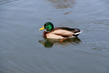 Canard colvert sur un &eacute;tang