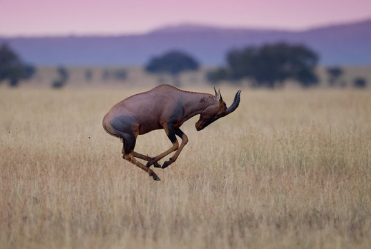 Animal